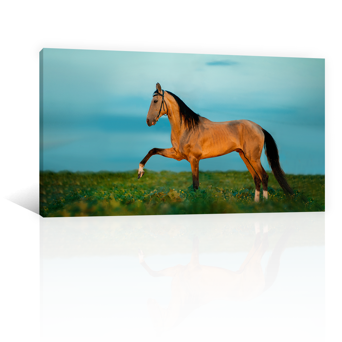 Caballo En La Pradera