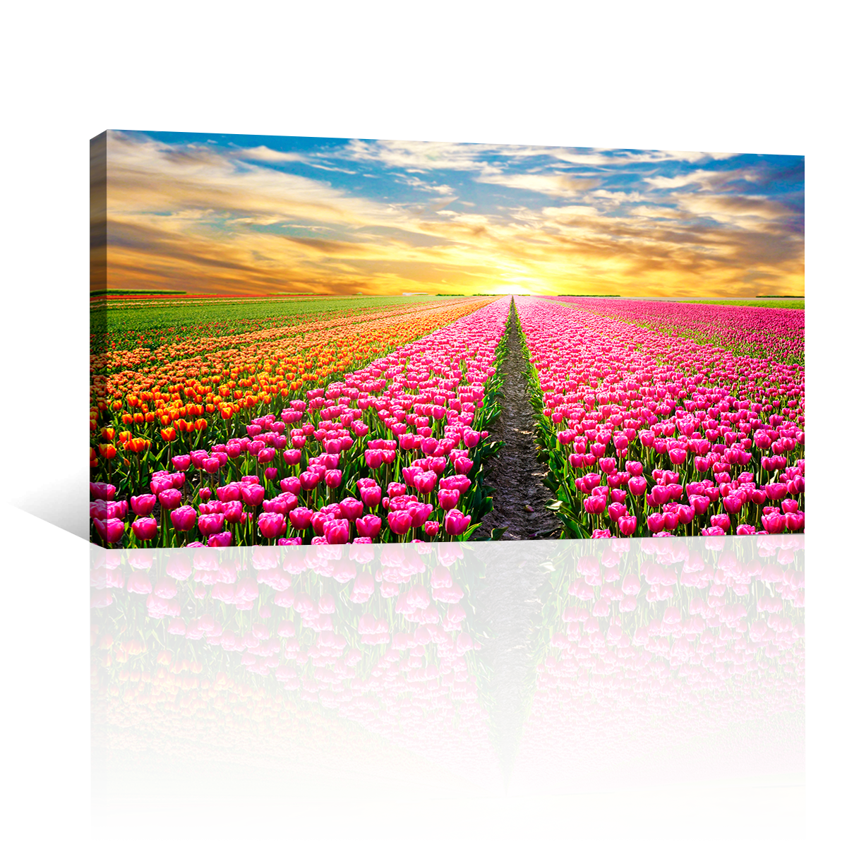 Campo De Tulipanes Rosados