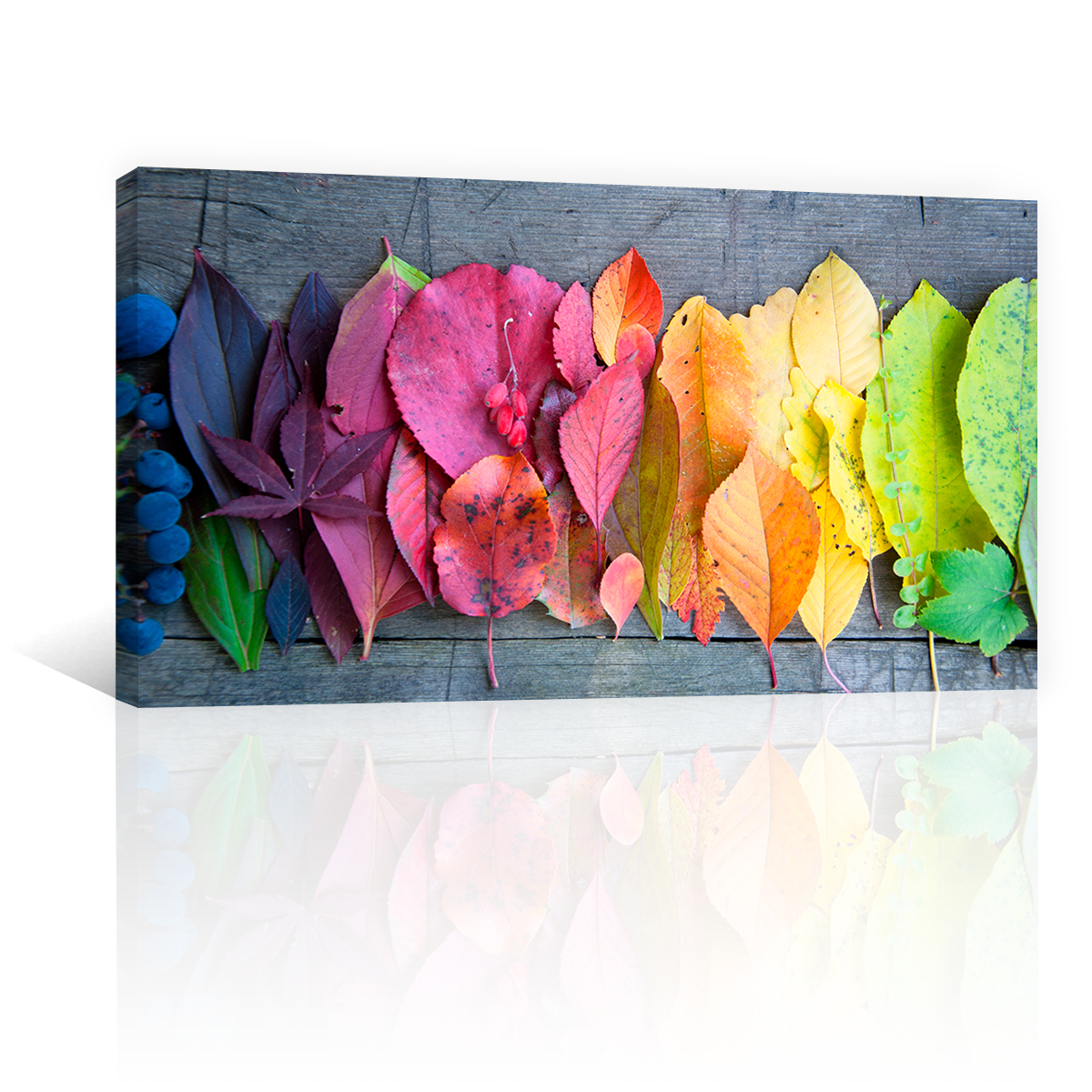 Hojas De Colores
