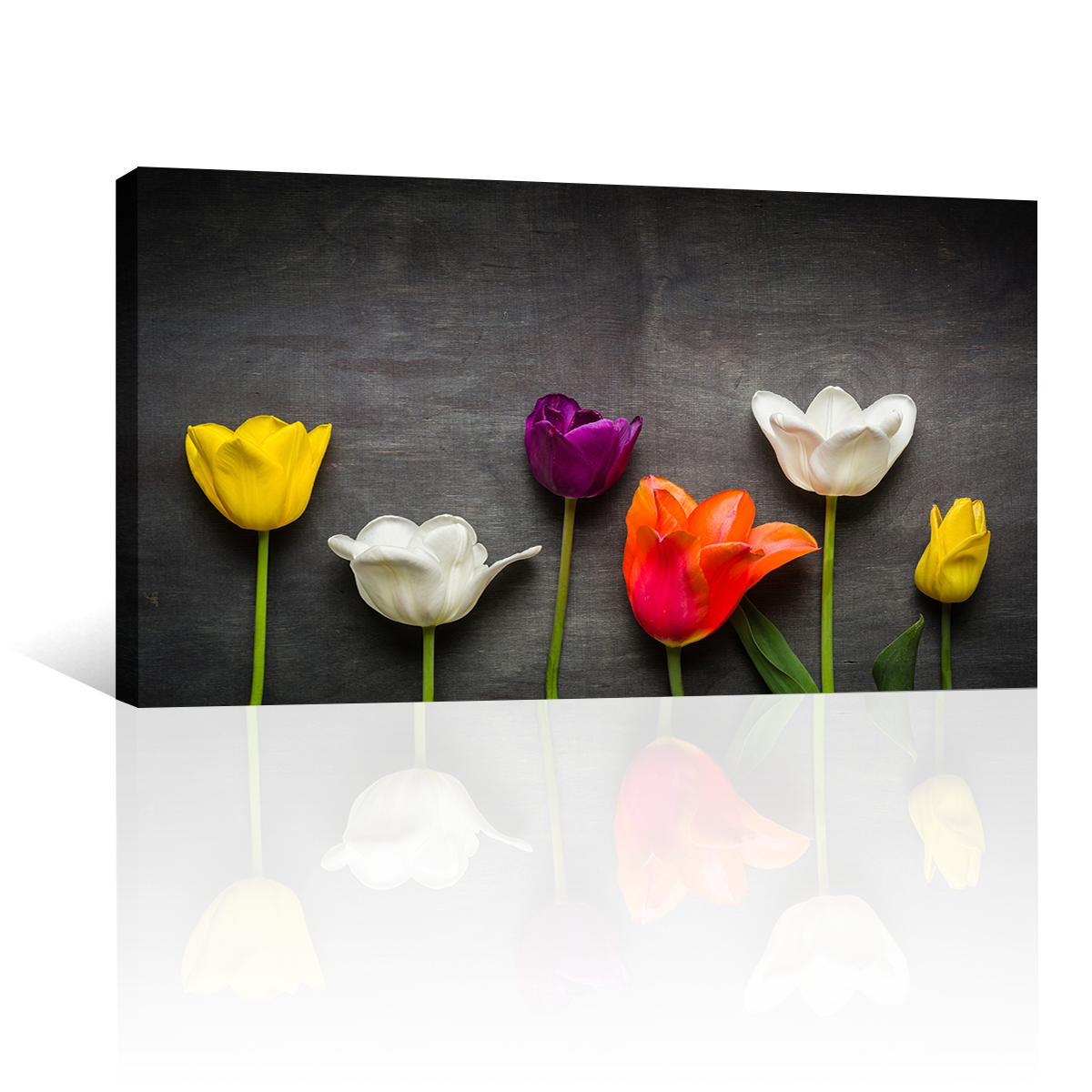 Tulipanes Negro