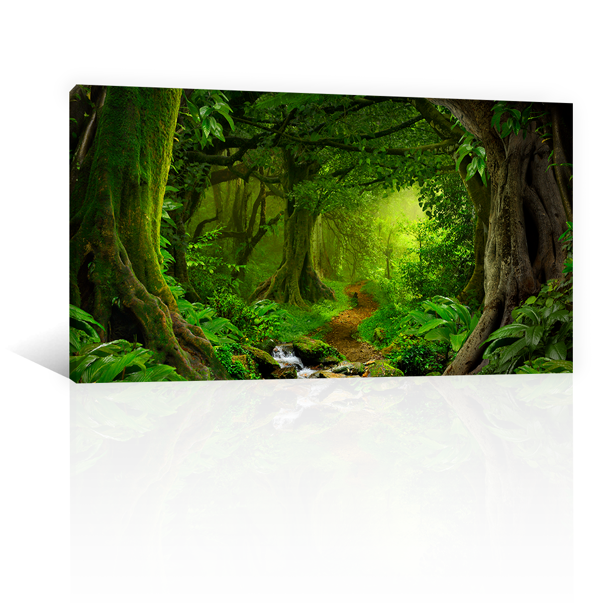 Bosque y Selva Tropical