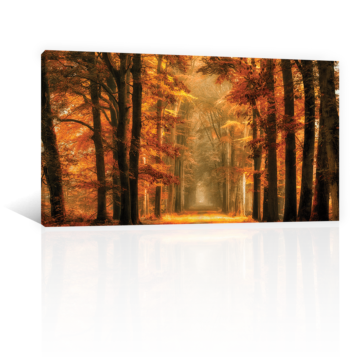 Bosque Sendero De Otoño