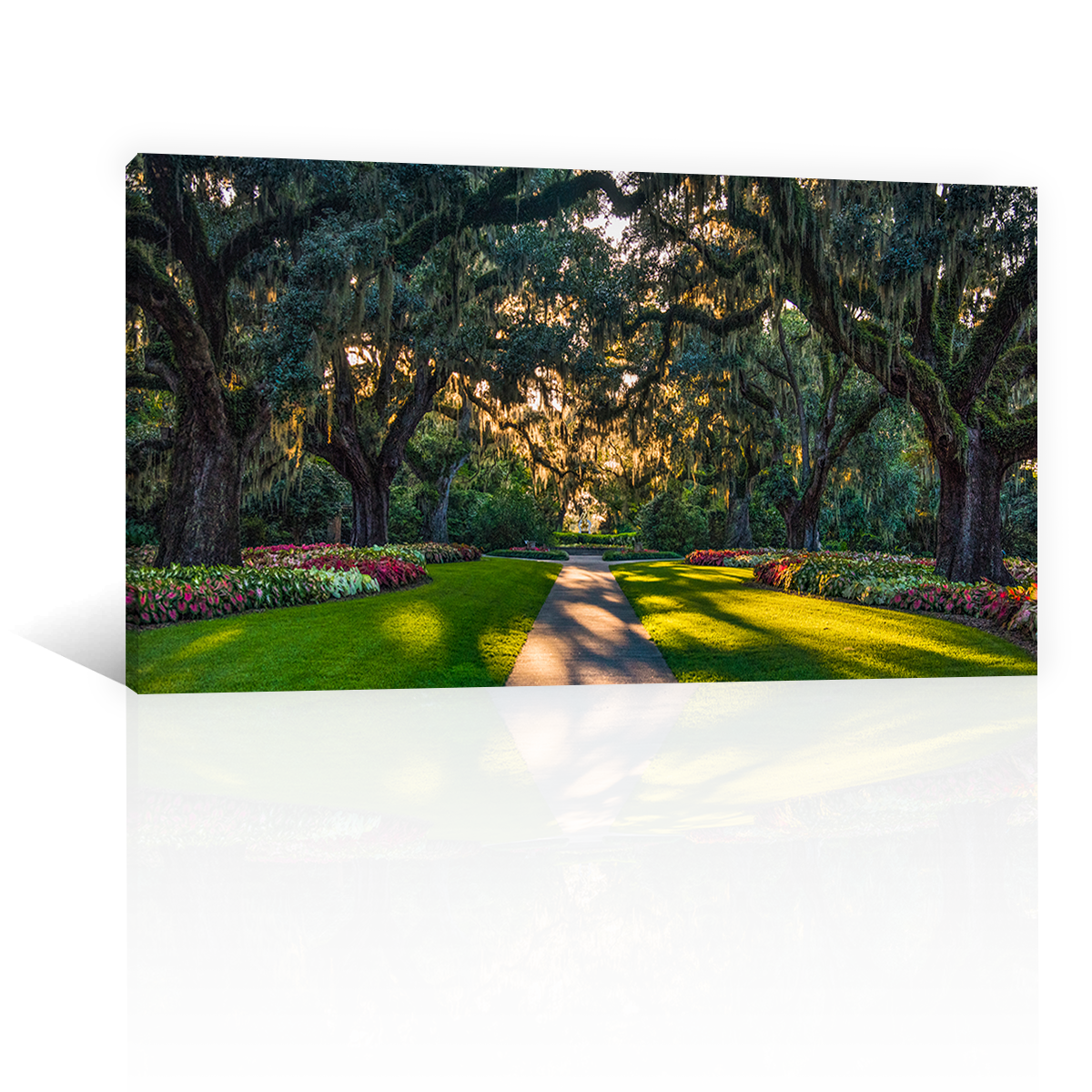 Bosque Frondoso Y Vereda