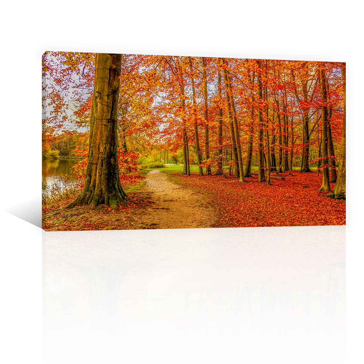 Bosque Y Hojas De Otoño