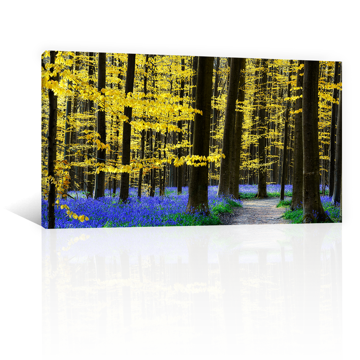 Bosque De Jacintos Lilas