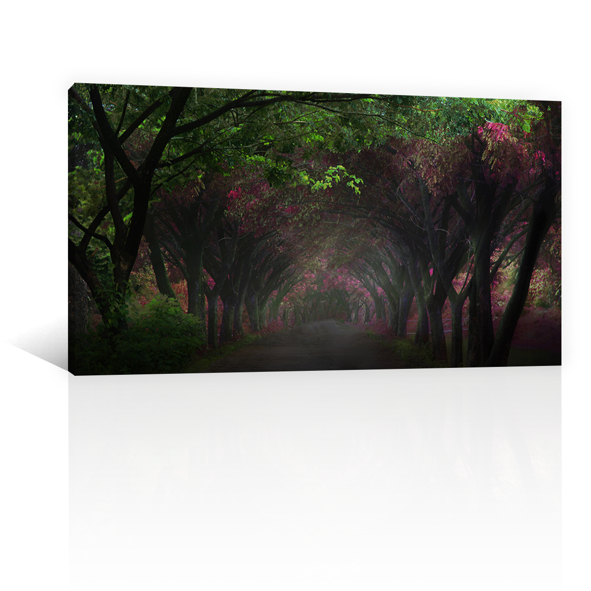 Bosque Con Camino Oscuro