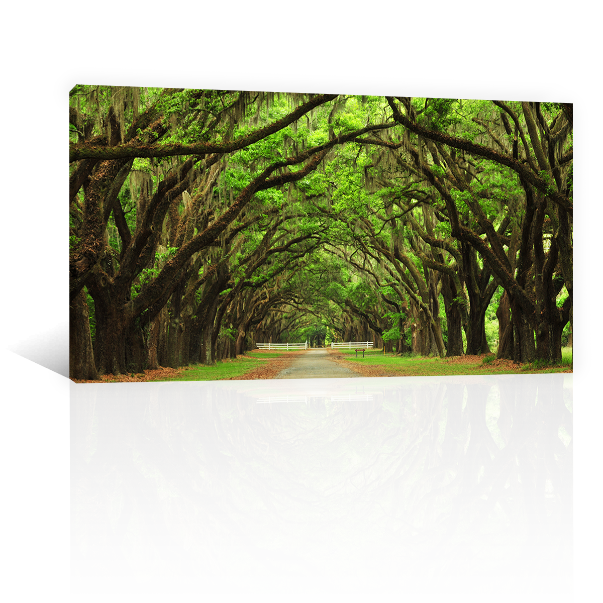 Bosque Antiguo Y Vereda