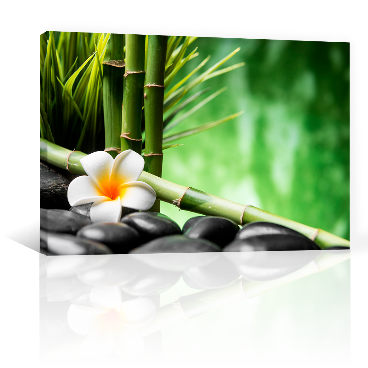 Bambu Y Flor Frangipani