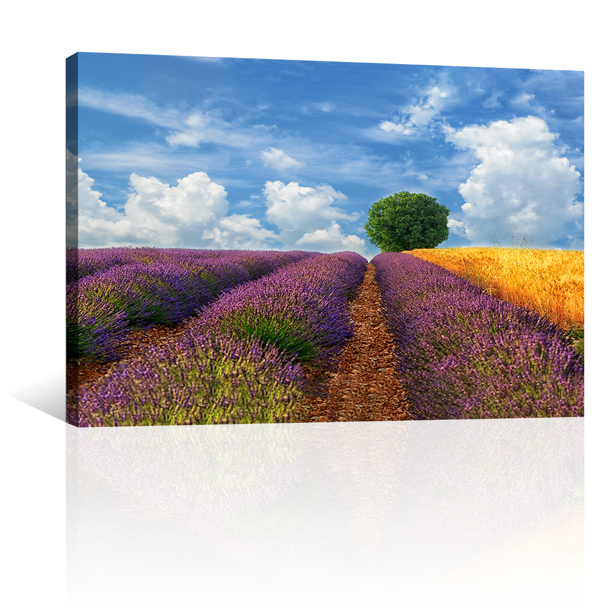 Campos Y Arbol