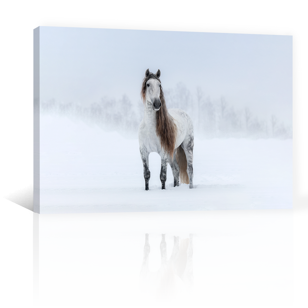 Caballo Bajo La Nieve