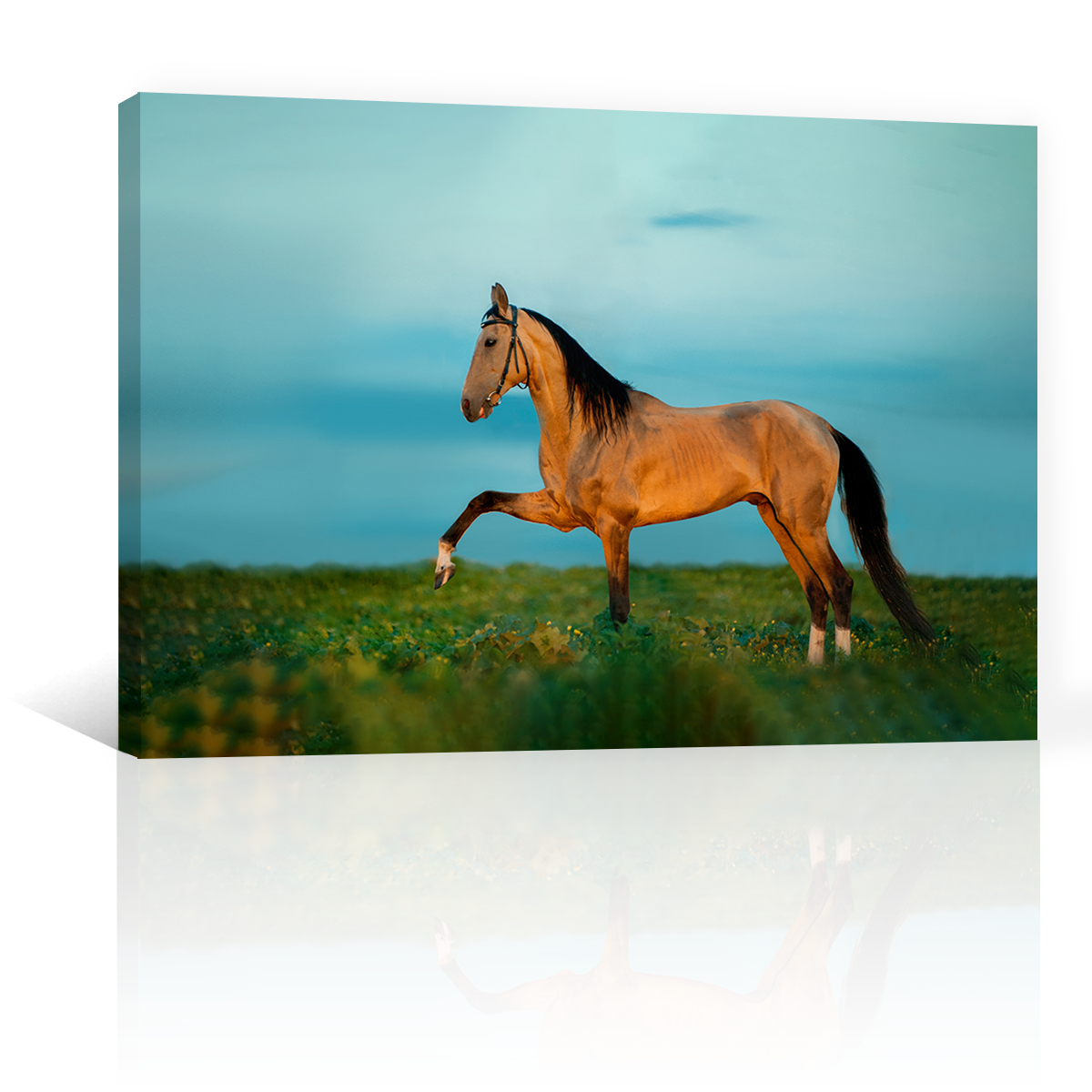 Caballo En La Pradera