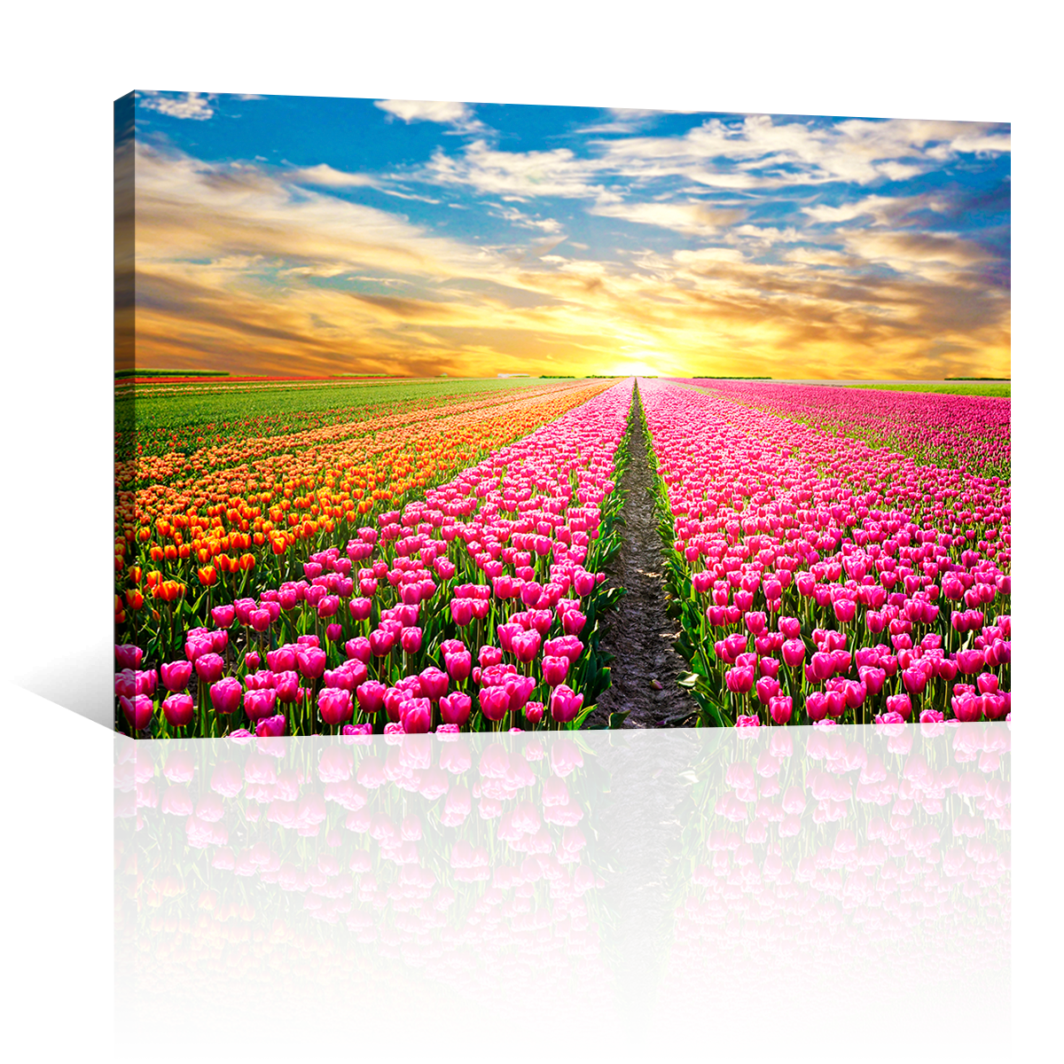 Campo De Tulipanes Rosados