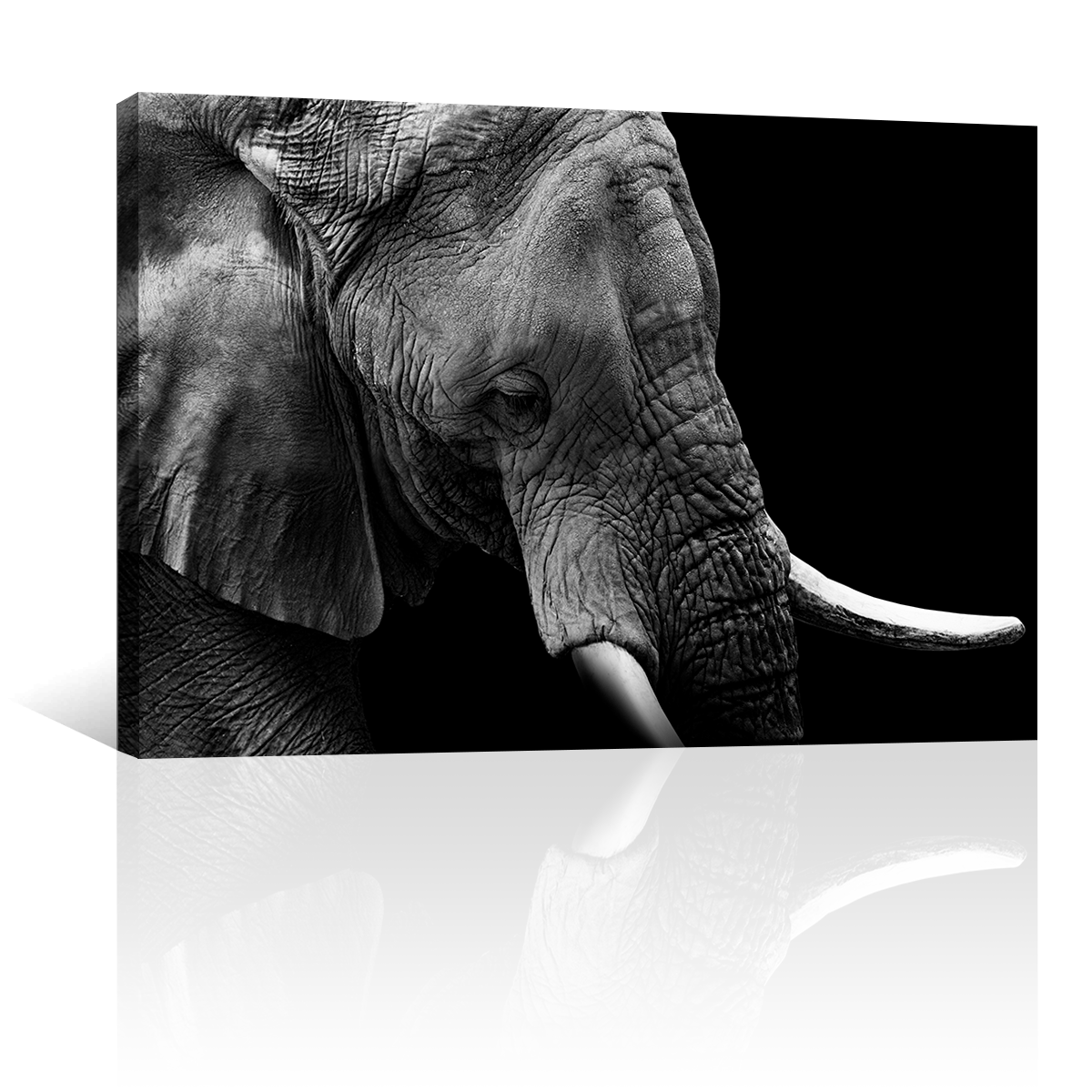 Elefante Retrato Perfil