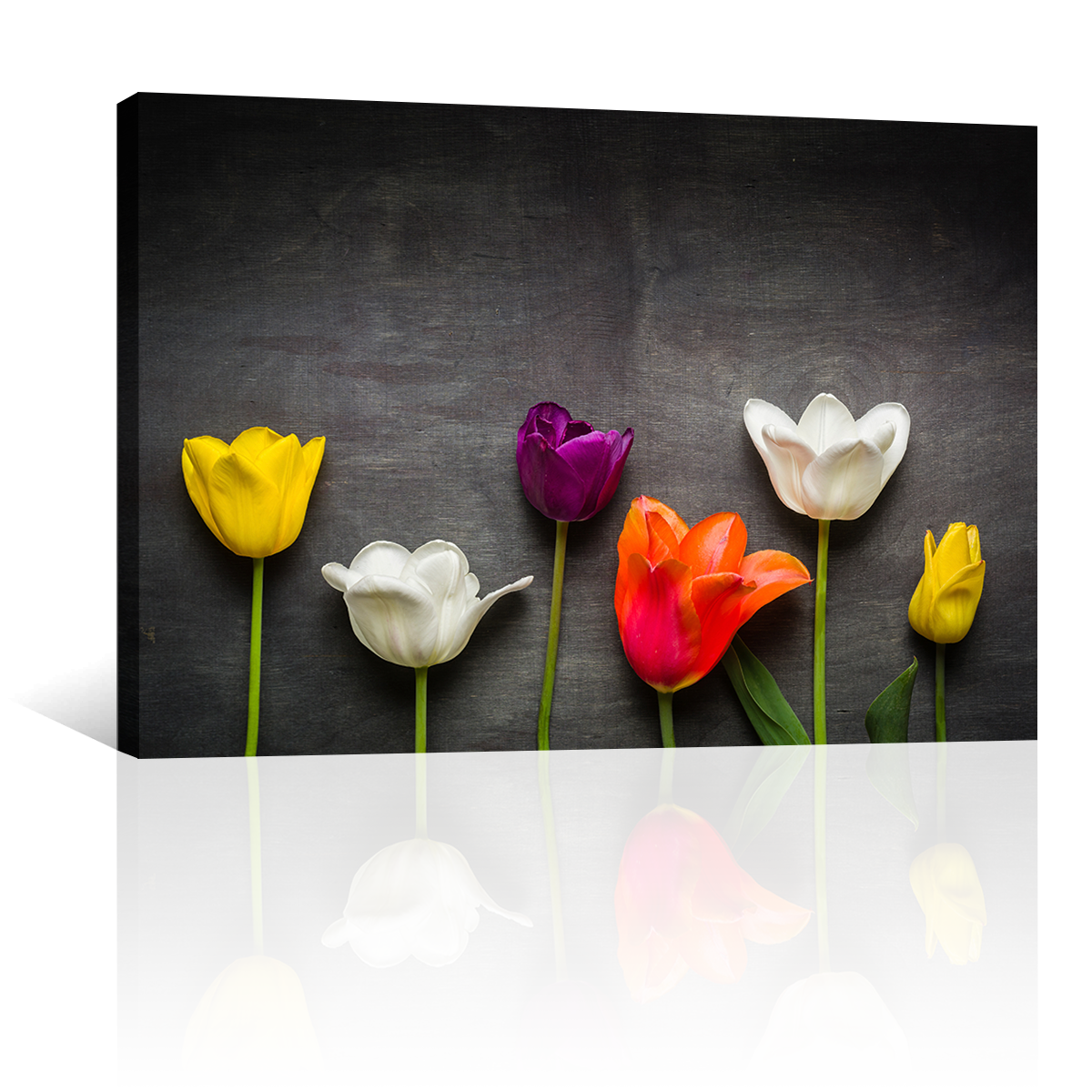 Tulipanes Negro