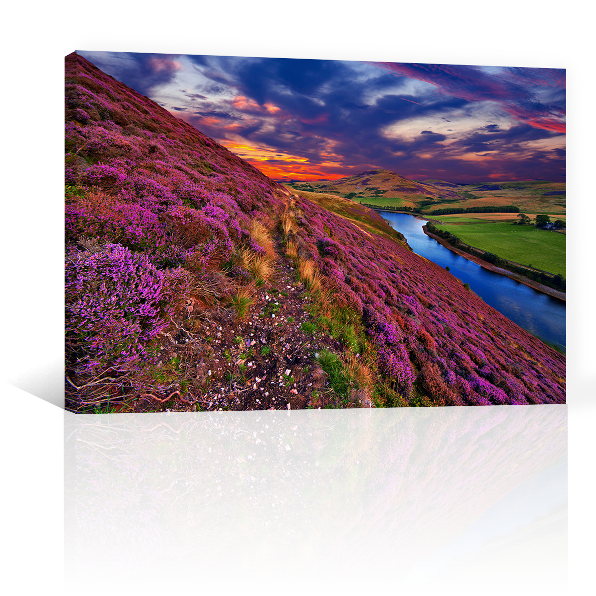 Montañas Escocesas Rosas