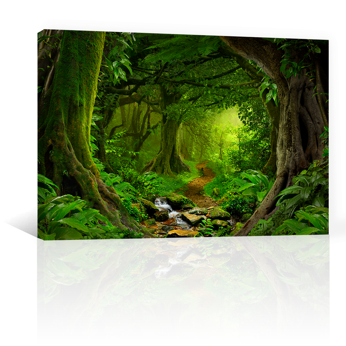 Bosque y Selva Tropical
