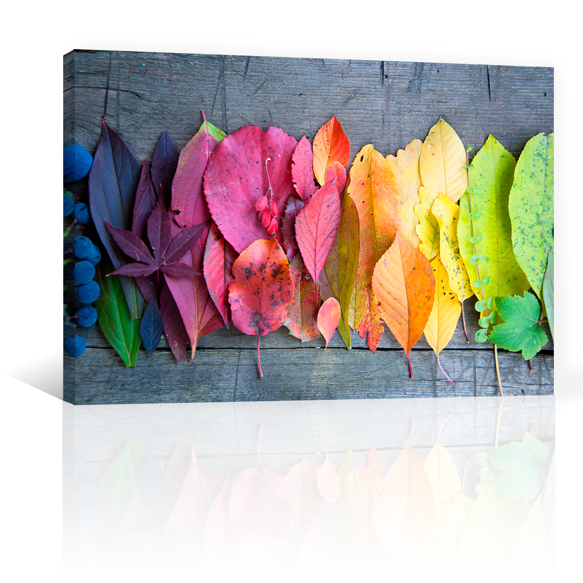 Hojas De Colores
