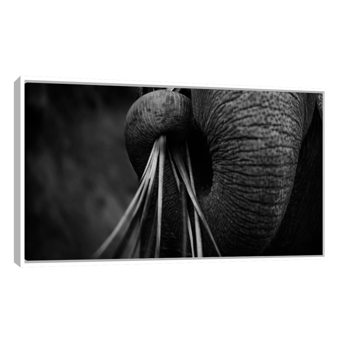 Trompa de Elefante