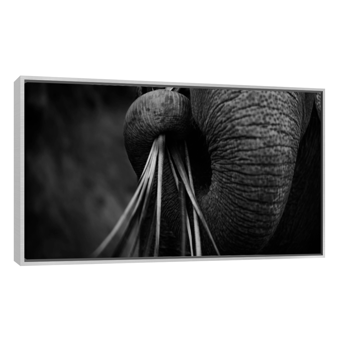 Trompa de Elefante