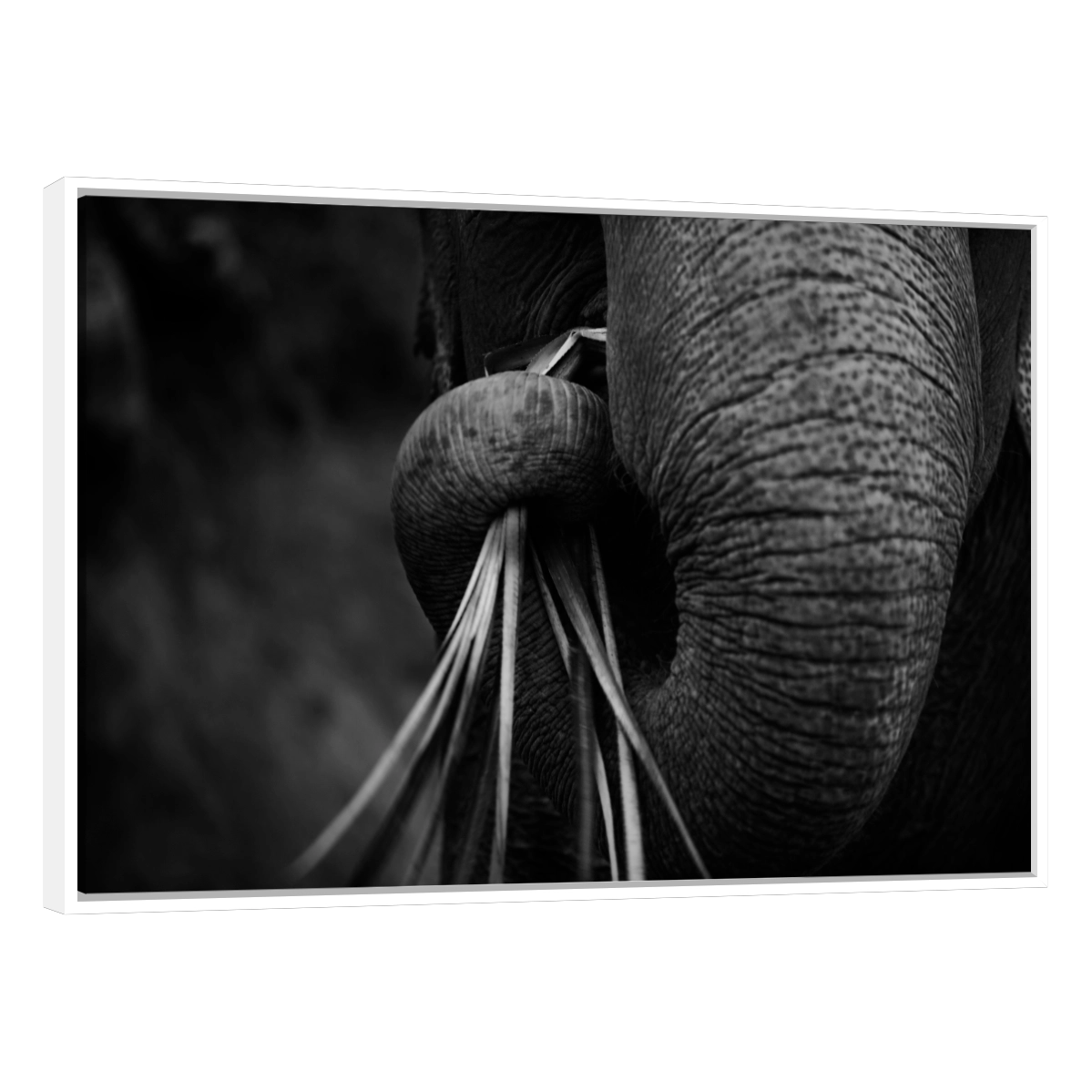 Trompa de Elefante
