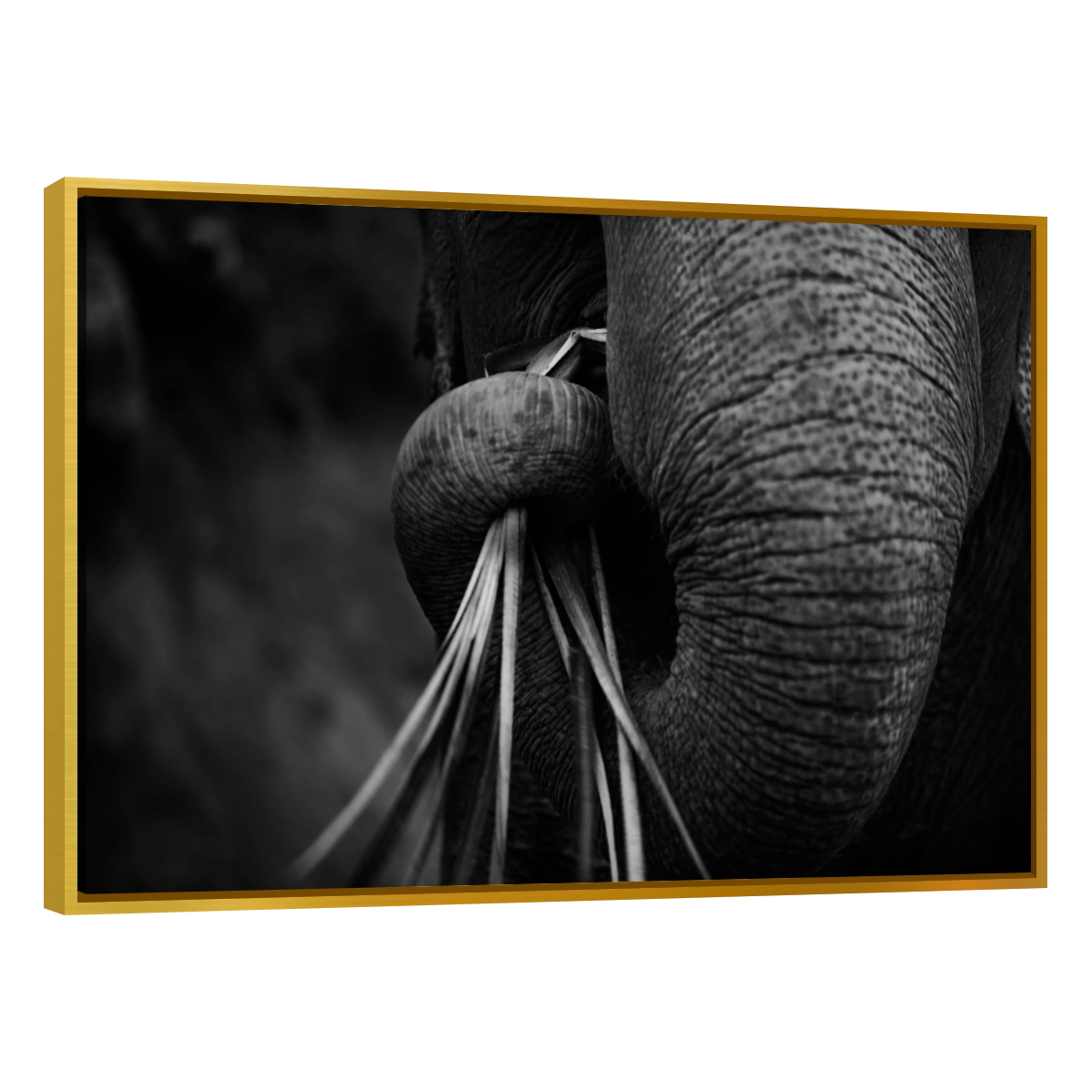 Trompa de Elefante