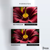 Cuadros Decorativos Canvas Revolution | Eterna Flor Extrana | Formatos