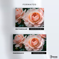 Cuadros Decorativos Canvas Revolution | Eterna Rosa Inglesa | Formatos