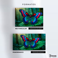 Cuadros Decorativos Canvas Revolution | Mariposa De Selva | Formatos