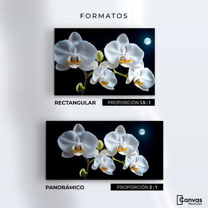 Cuadros Decorativos Canvas Revolution | Orquideas De Noche | Formatos