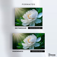Cuadros Decorativos Canvas Revolution | Rayos De Peonia | Formatos