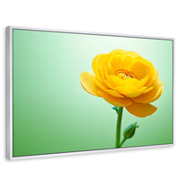 Cuadros Decorativos Canvas Revolution | Canto De Ranunculo | Rectangular | Portada | Marco Blanco