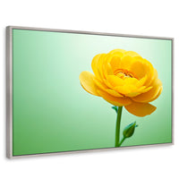 Cuadros Decorativos Canvas Revolution | Canto De Ranunculo | Rectangular | Portada | Marco Plateado