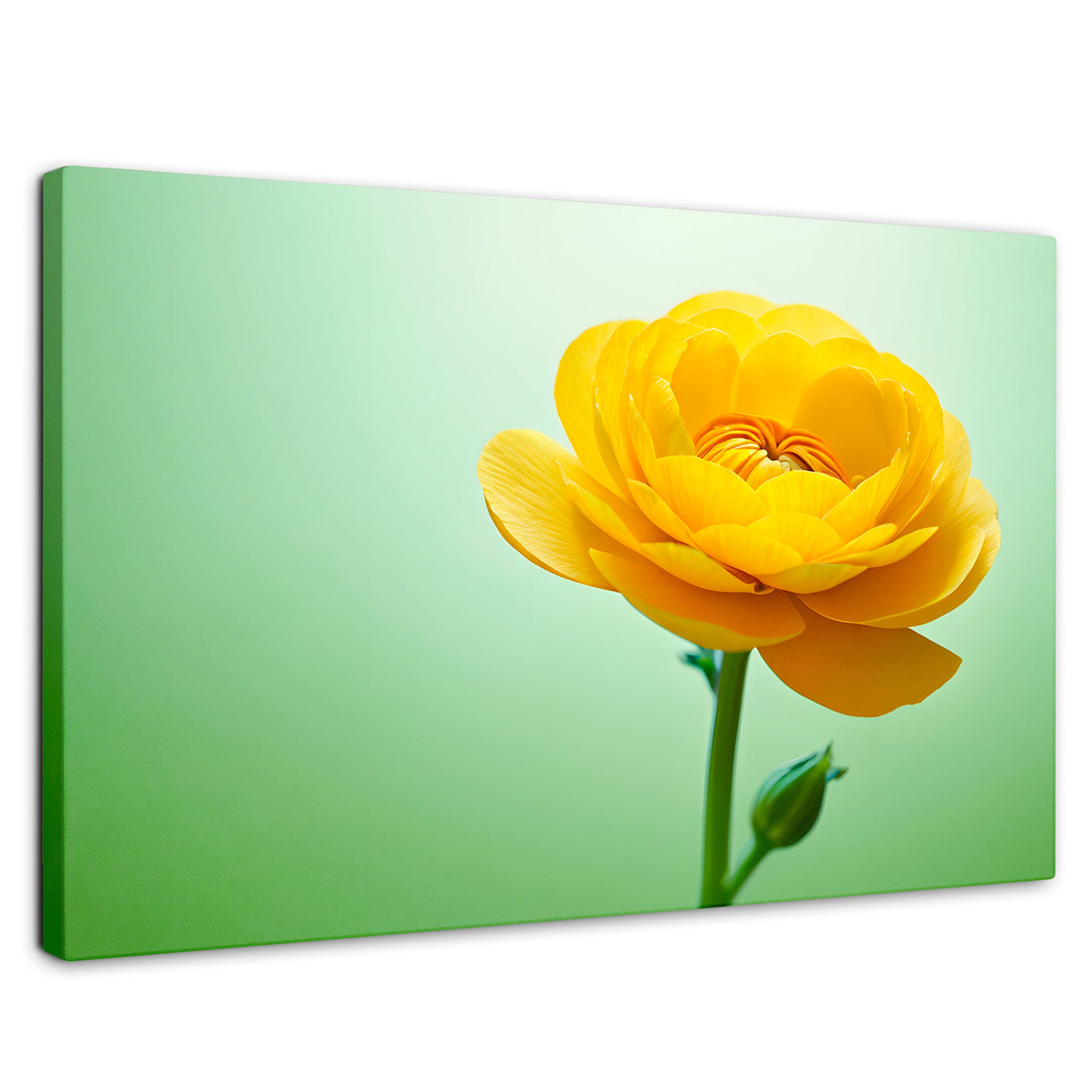 Cuadros Decorativos Canvas Revolution | Canto De Ranunculo | Rectangular | Portada | Marco SinMarco