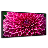 Cuadros Decorativos Canvas Revolution | Dalia Magenta Flor | Panoramico | Portada | Marco Negro