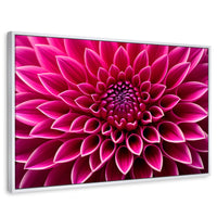 Cuadros Decorativos Canvas Revolution | Dalia Magenta Flor | Rectangular | Portada | Marco Blanco