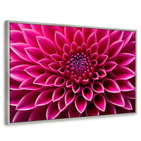 Cuadros Decorativos Canvas Revolution | Dalia Magenta Flor | Rectangular | Portada | Marco Plateado