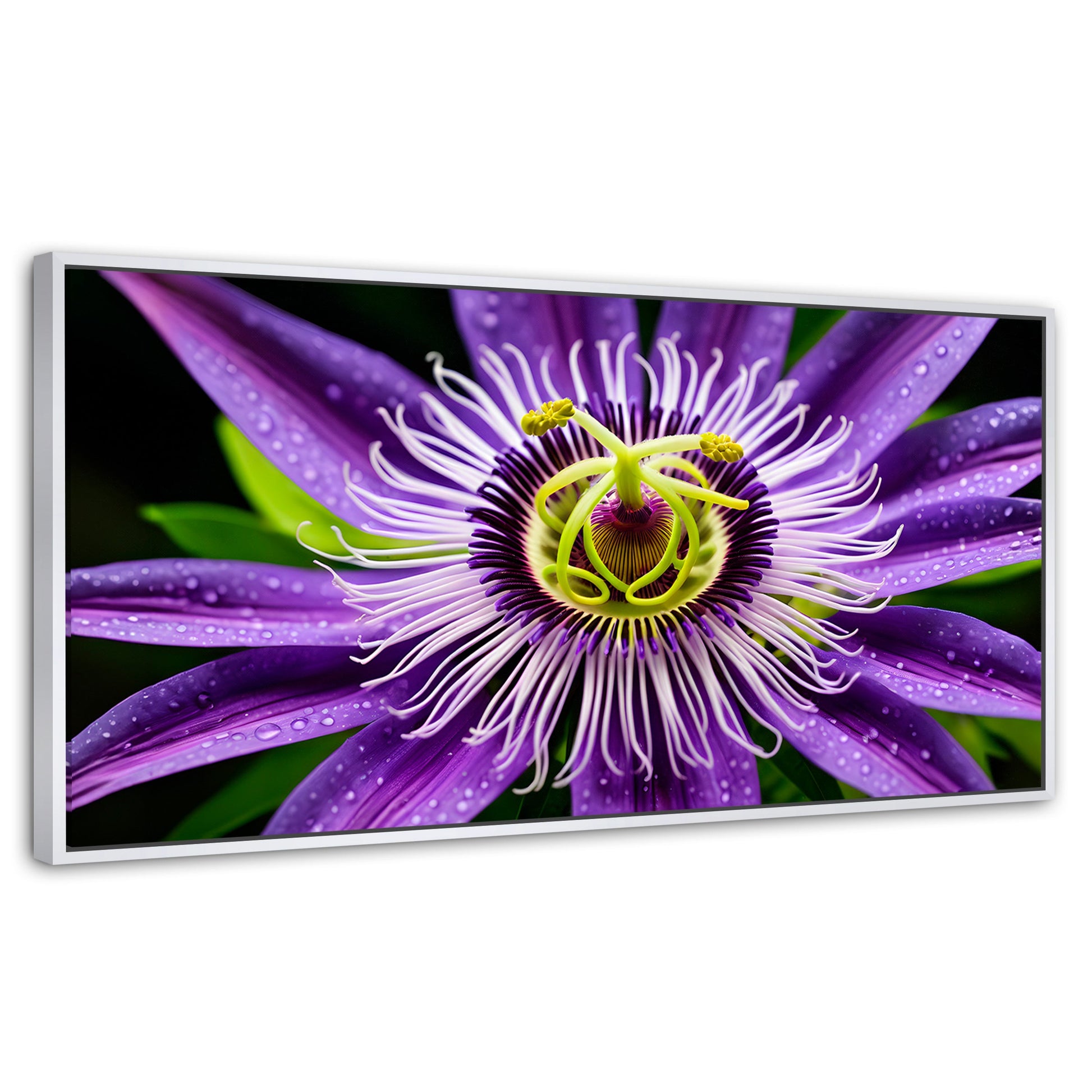 Cuadros Decorativos Canvas Revolution | Flor Pasion Eterna | Panoramico | Portada | Marco Blanco