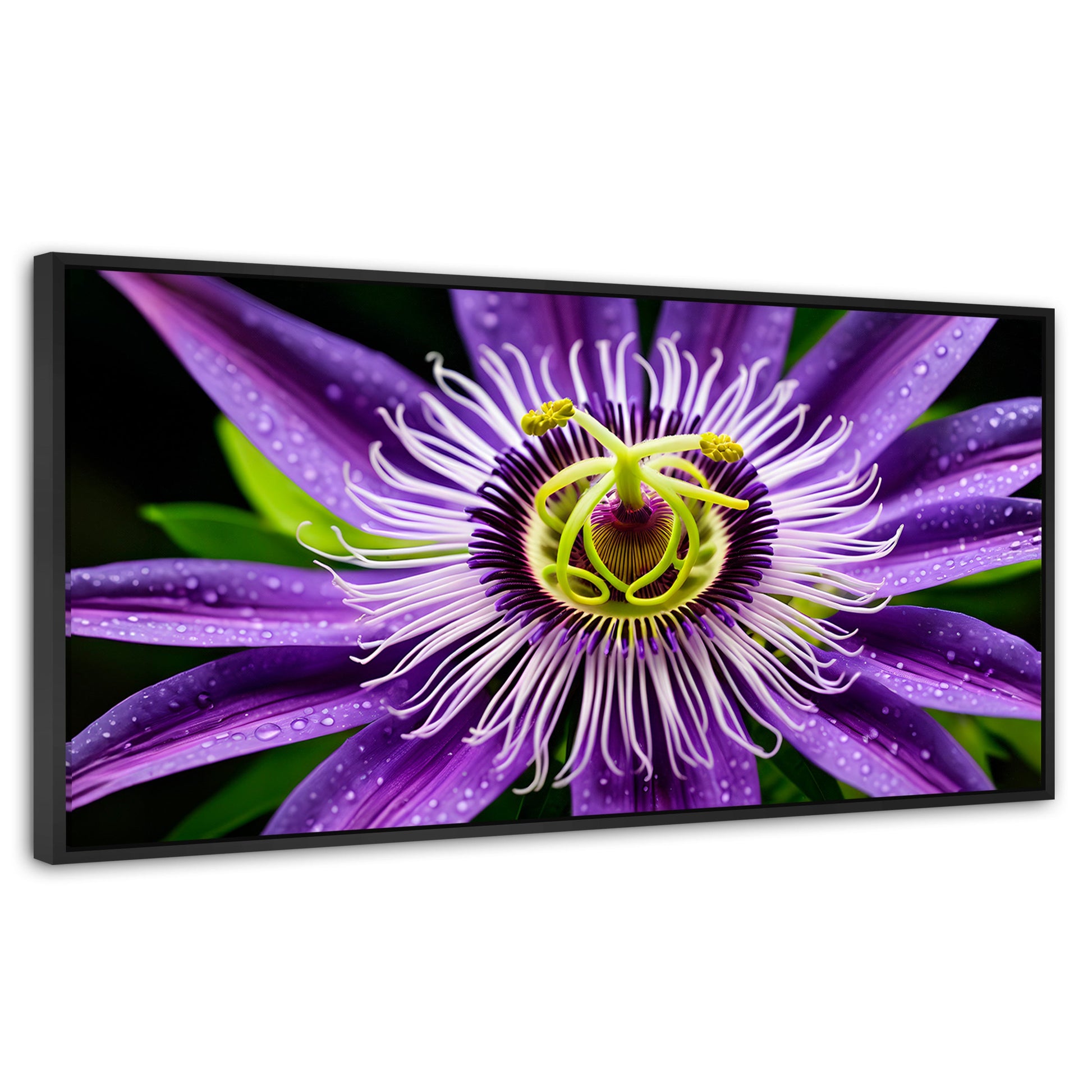 Cuadros Decorativos Canvas Revolution | Flor Pasion Eterna | Panoramico | Portada | Marco Negro