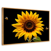 Cuadros Decorativos Canvas Revolution | Girasol En Vuelo | Rectangular | Portada | Marco Madera