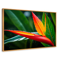 Cuadros Decorativos Canvas Revolution | Llama De Heliconia | Rectangular | Portada | Marco Madera