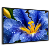 Cuadros Decorativos Canvas Revolution | Magia Flor Iris | Rectangular | Portada | Marco Negro