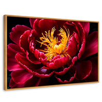Cuadros Decorativos Canvas Revolution | Peonia Dualidad | Rectangular | Portada | Marco Madera