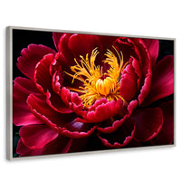 Cuadros Decorativos Canvas Revolution | Peonia Dualidad | Rectangular | Portada | Marco Plateado