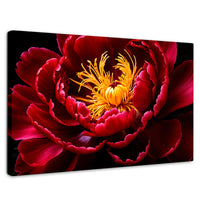 Cuadros Decorativos Canvas Revolution | Peonia Dualidad | Rectangular | Portada | Marco SinMarco