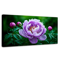 Cuadros Decorativos Canvas Revolution | Peonia Morada Viva | Panoramico | Portada | Marco SinMarco