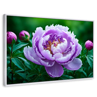 Cuadros Decorativos Canvas Revolution | Peonia Morada Viva | Rectangular | Portada | Marco Blanco