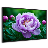 Cuadros Decorativos Canvas Revolution | Peonia Morada Viva | Rectangular | Portada | Marco Negro