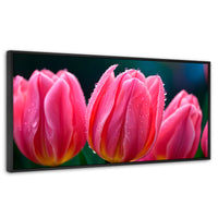 Cuadros Decorativos Canvas Revolution | Tulipanes Rosa Vivo | Panoramico | Portada | Marco Negro