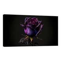 Rosa Violeta