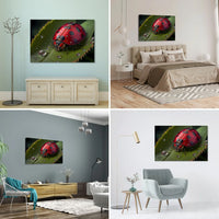 Catarina Encantadora